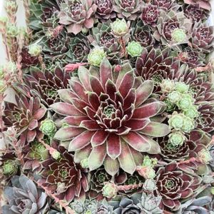 センペル,センペルビウム,多肉植物,軒下,センペルビウム属の画像
