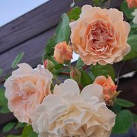 ガーデニング,flower,花のある暮らし,薔薇の花,植中毒の画像