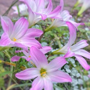 ハブランサス,ハブランサス,球根植物,山野草,植えっぱなしの画像