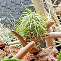 エアプランツ,100均,エアープランツ/チランジア,LEDライト,観葉植物を楽しむの画像