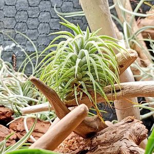 エアプランツ,100均,エアープランツ/チランジア,LEDライト,観葉植物を楽しむの画像