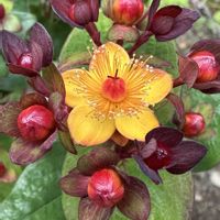 ヒペリカム,ヒペリカム,可愛い,キュンキュン乙女倶楽部,庭の画像