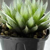 ウメ,ハオルチア,兜丸,ハオルチア ハリー,ハオルチア ハリーの画像