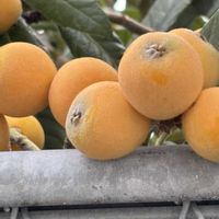 ザクロ,ビワ,散歩中,花のある暮らしの画像