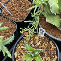 メストクレマ ツベローサム,多肉植物,塊根植物,珍奇植物,灌木の画像