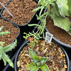 メストクレマ ツベローサム,多肉植物,塊根植物,珍奇植物,灌木の画像