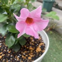 サンパラソル,サンパラソル ミルキーピンク,咲いた！,癒し,ピンクの花の画像