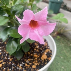 サンパラソル,サンパラソル ミルキーピンク,咲いた！,癒し,ピンクの花の画像