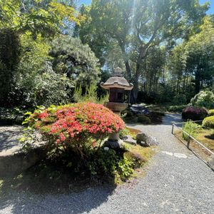 ハナショウブ,紫陽花,サツキ,胡蝶蘭,さつきの画像