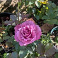 初開花,ばら バラ 薔薇,蝶 ちょう,庭の画像