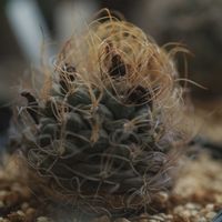 ハオルチア,多肉植物,観葉植物,塊根植物,サボテン科の画像
