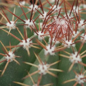 ハオルチア,多肉植物,観葉植物,塊根植物,サボテン科の画像