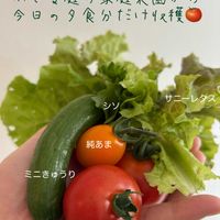キュウリ,ミニトマト,家庭菜園奮闘日記,おうち園芸,家庭菜園の画像