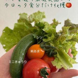 キュウリ,ミニトマト,家庭菜園奮闘日記,おうち園芸,家庭菜園の画像