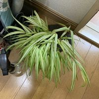 オリヅルランの画像