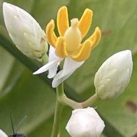 ナンテン,お花は癒し,花が好き❤,☆携帯撮影☆の画像