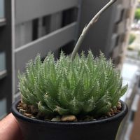 ハオルチア,ハオルチア クリスタリナ,多肉植物,ハオルチア属,ハオルシア属     の画像