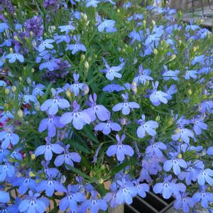 ロベリア,寄せ植え.,寄せ植え,お出かけ先にて,チーム新潟の画像