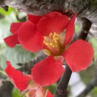 ボケ,狂い咲き,お花は癒し,花が好き❤,☆携帯撮影☆の画像