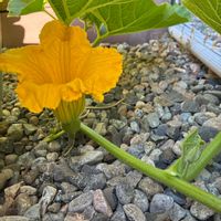 かぼちゃ,家庭菜園の画像