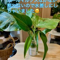 モンステラ,斑入りモンステラ,モンステラ　バールマルクスフレーム,ワイルド,森林浴の画像