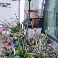 アガパンサス,朧月,万能ネギ,金曜日の蕾たちの画像