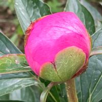 シャクヤク,シャクヤク,ピンク,癒し,ピンクの花の画像