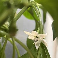 ベビーサンローズ,ししとう,サントリー本気野菜 サクサクししとうの画像