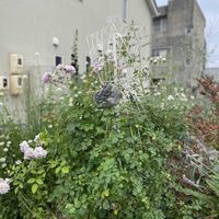 ラムズイヤー,ドドナエア,クレマチス ロウグチ,クレマチス レディーキョウコ,薔薇に魅せられての画像