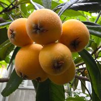 ビワ,ビワ,枇杷,びわ,枇杷（びわ）の画像