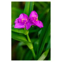 ムラサキツユクサ,地植え,ピンクの花,多年草,ツユクサ科の画像