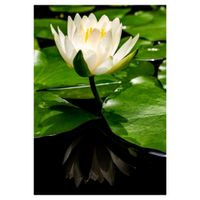 スイレン,水生植物,白い花,多年草,スイレン科の画像