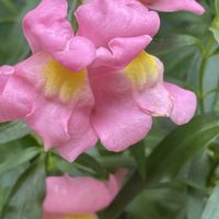 金魚草,今日のお花の画像