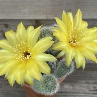 サボテン,サボテンの花,みんな最高の画像