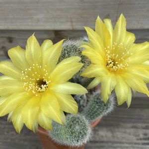 サボテン,サボテンの花,みんな最高の画像