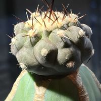 サボテン,黒王丸,コピアポア・シネレア,多肉植物,塊根植物の画像