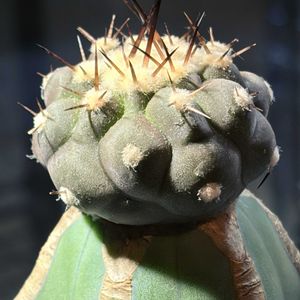 サボテン,黒王丸,コピアポア・シネレア,多肉植物,塊根植物の画像
