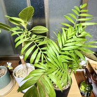 テーブルヤシの画像
