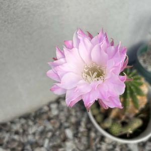 サボテン,開花,癒し,玄関アプローチの画像