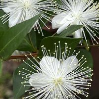 ギンバイカ,ギンバイカ,花のある暮らし,お花を楽しむ,植物大好きの画像