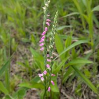 ネジバナ,テリハノイバラ,クマノミズキ(熊野水木),季節のお花,自然のお花たち✨の画像