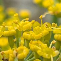 フェンネル,フェンネルのお花,爽やかな香りの画像