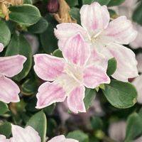 ハクチョウゲ,お出かけ先にての画像
