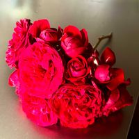 キンギョソウ,ゼラニウム,ベゴニア,ヤグルマギク,薔薇の画像