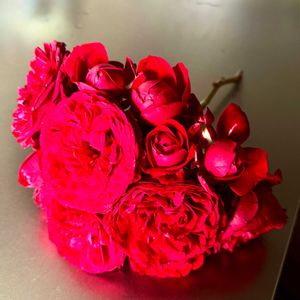 キンギョソウ,ゼラニウム,ベゴニア,ヤグルマギク,薔薇の画像