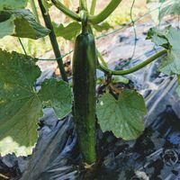 キュウリ,花のある暮らし,初収穫,さわやか信州,チーム長野の画像