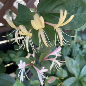 寄せ植え,ほしつながり,だいすきがいっぱい,たいせつななかま♡の画像