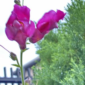 アロエ,金魚草,ゴテチャ,山口県民,花壇の画像