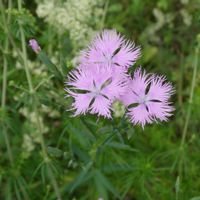 カワラナデシコ,山野草,筑波実験植物園,山野草大好き,花に癒されての画像