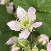 ブラックベリー,花のある暮らし,GSのみなさんに感謝♡,みんな負けないで！,秘密の花園♡の画像